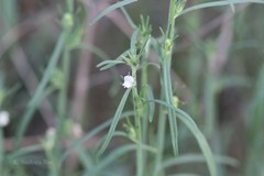Striga euphrasioides